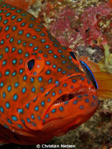 Coral Grouper getting cleaned by small Wrasse.
Olympus E... by Christian Nielsen 